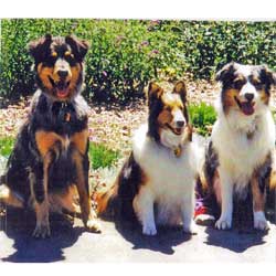 Charlie (right) with Smokey (left) and Shalie (center)