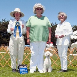 July 16, 2011 - Del Monte KC Show in Carmel Mickey wins 1st place in Novice B with a score of 196.5 and takes High in Trial.