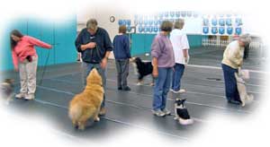 Akc obedience hand outlet signals